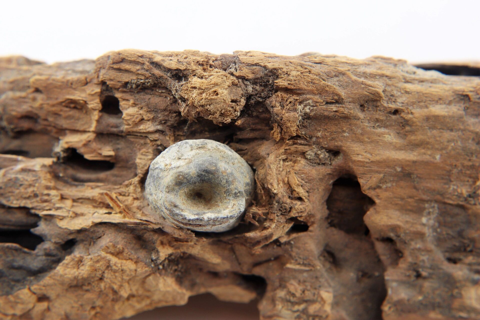 Close-up of a .58 caliber Minie bullet embedded in wood from The Battle of Chancellorsville (SOLD).