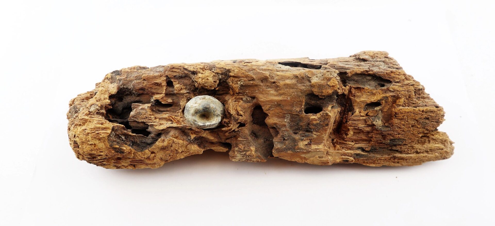 A weathered piece of wood from The Battle of Chancellorsville with a .58 caliber Minie bullet embedded in it, photographed against a white background. Product: .58 Caliber Minie Bullet in Wood / SOLD.
