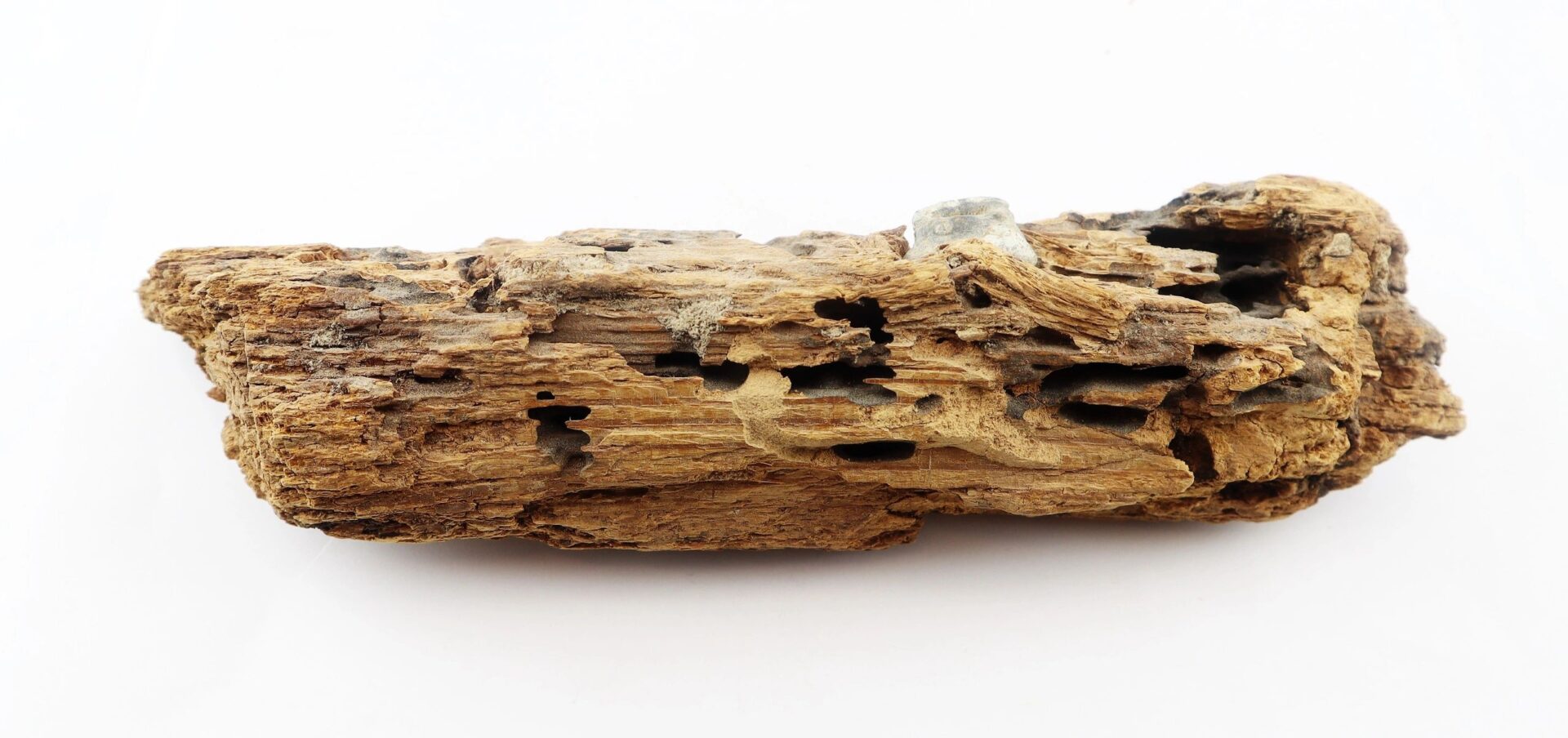A .58 caliber Minie bullet embedded in weathered wood from The Battle of Chancellorsville, featuring irregular holes and a rough texture, set against a white background. / SOLD.