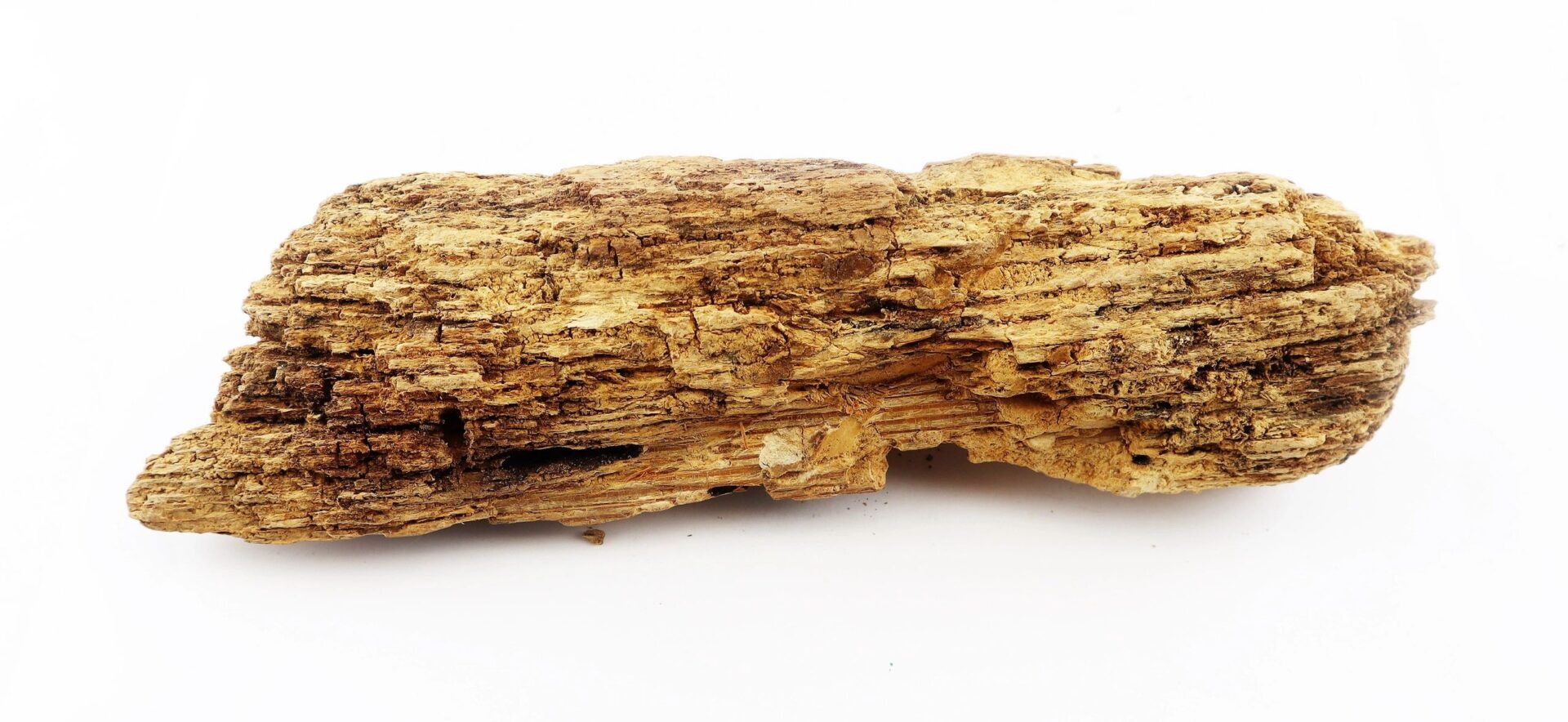 A .58 Caliber Minie Bullet embedded in a piece of weathered, rough wood with an irregular shape from The Battle of Chancellorsville, displayed on a white background. / SOLD.
