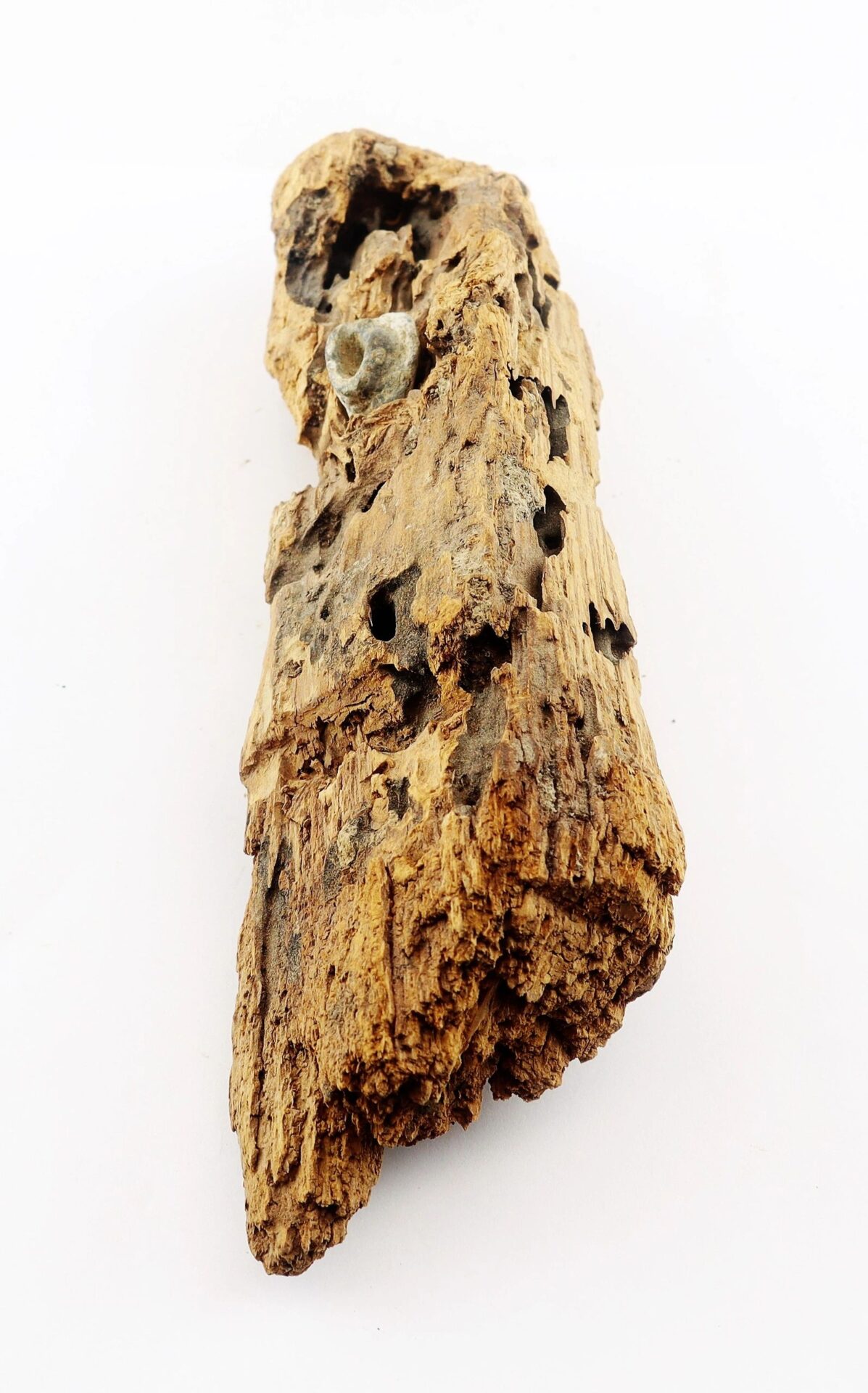 A .58 Caliber Minie Bullet, embedded in weathered driftwood from The Battle of Chancellorsville, is displayed against a white background.