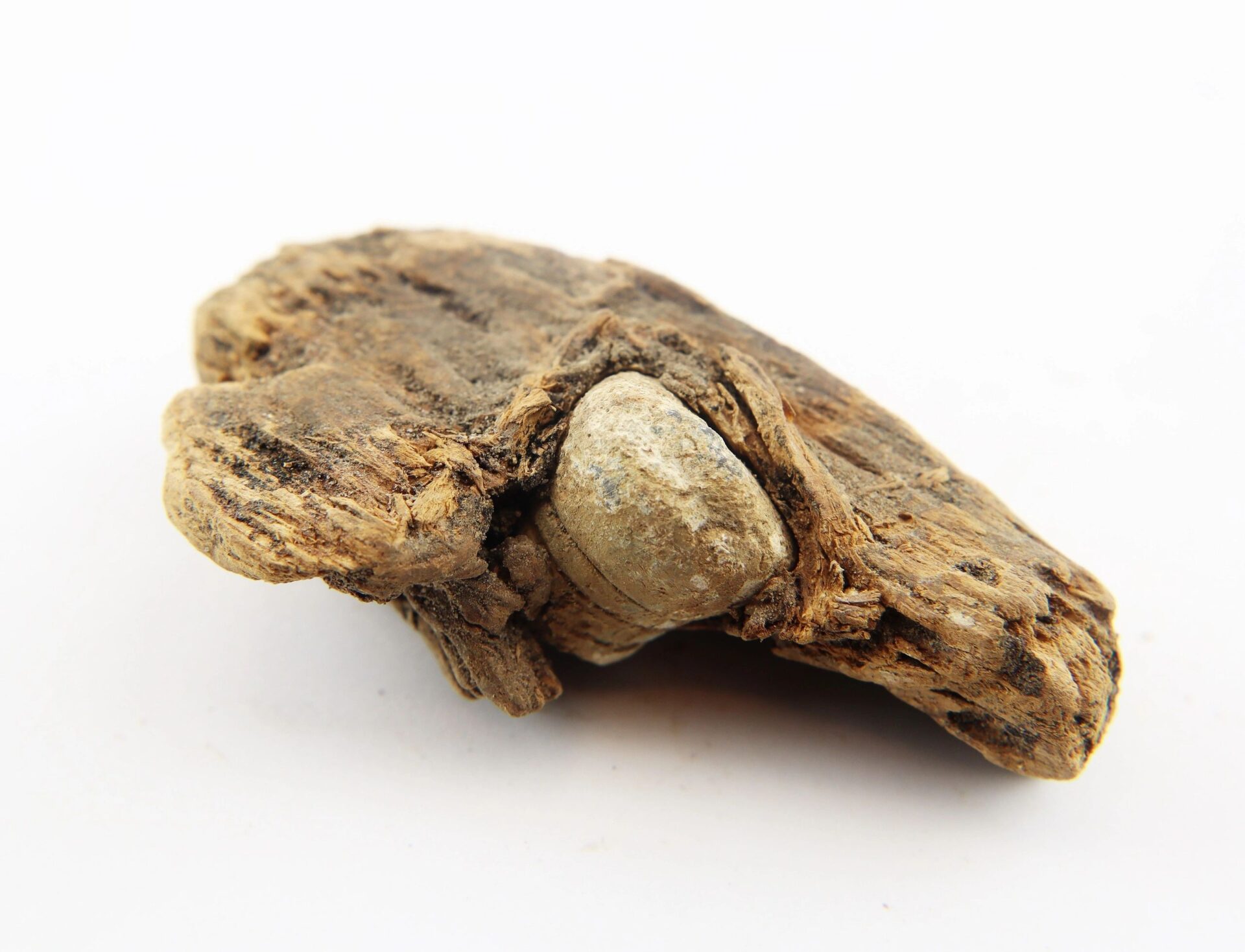 A .577 Caliber Enfield bullet partially embedded in wood from the Battle of Chancellorsville, displayed on a plain white background.