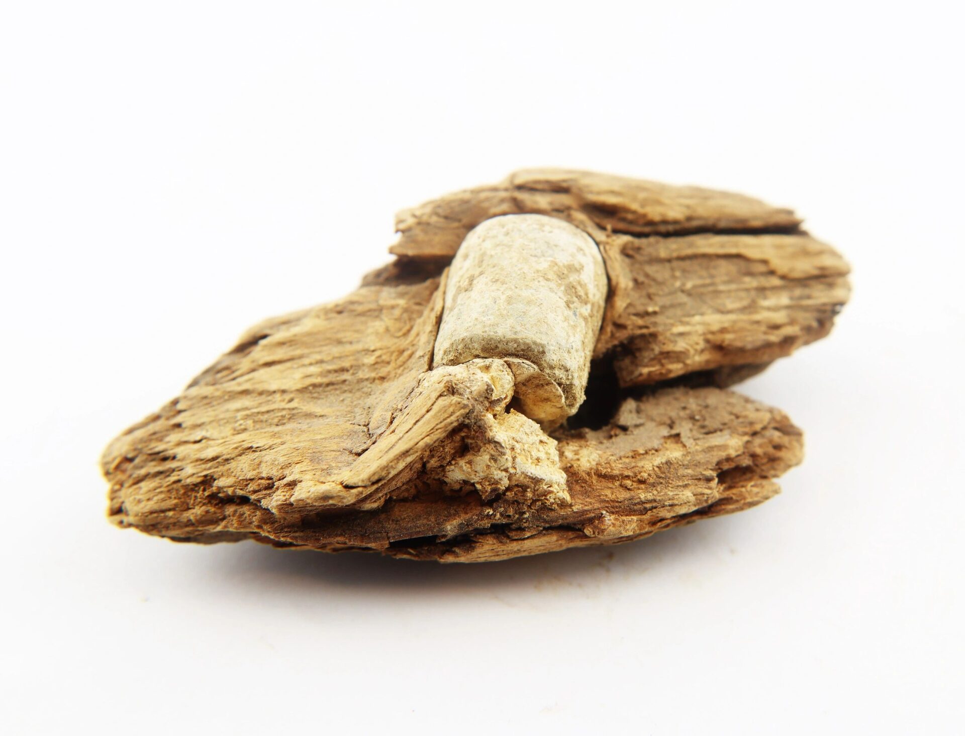A .577 caliber Enfield bullet embedded in wood from The Battle of Chancellorsville, displayed on a plain white background.