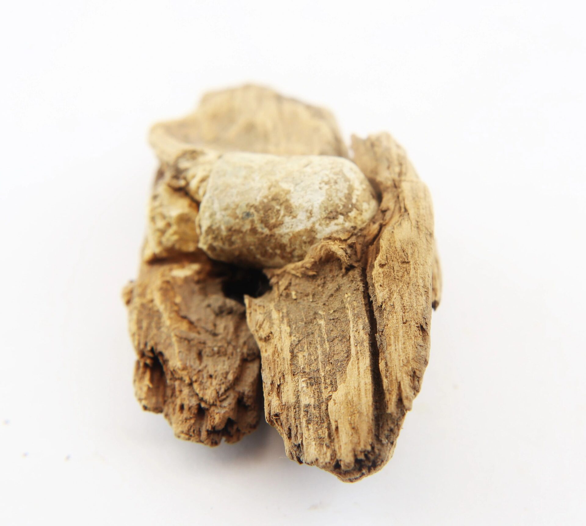A .577 Caliber Enfield bullet embedded in wood from The Battle of Chancellorsville, displayed against a plain white background.