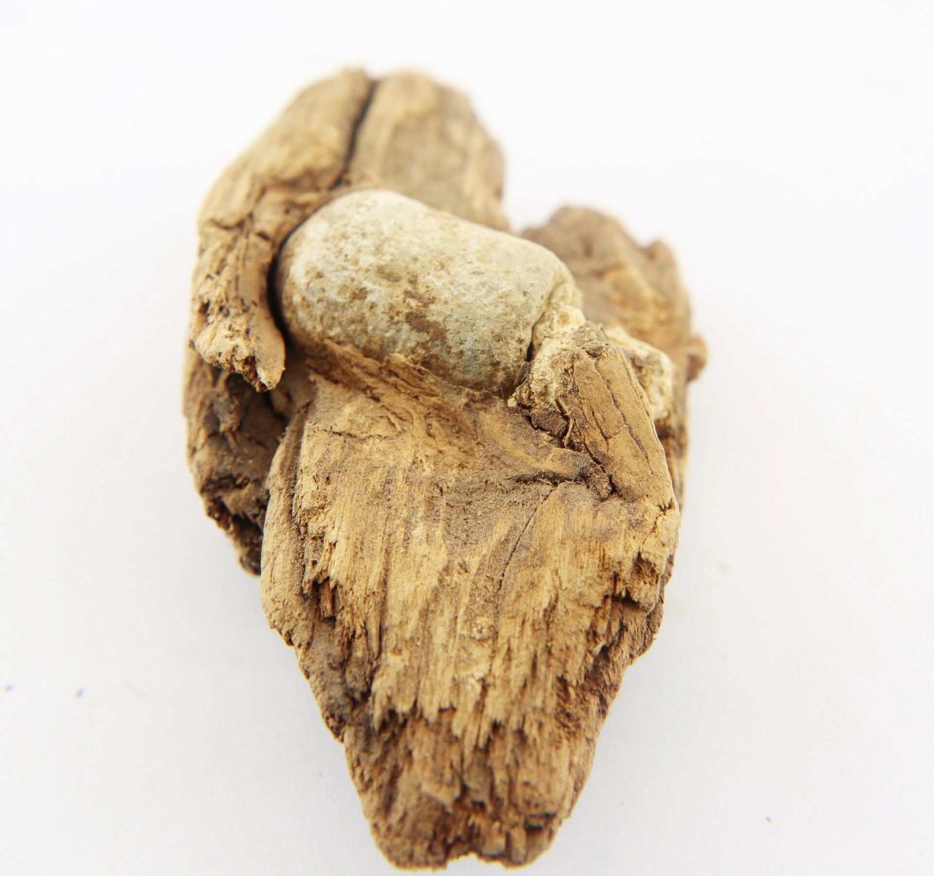A close-up of a .577 Caliber Enfield bullet embedded in weathered wood from The Battle of Chancellorsville, set against a plain white background.