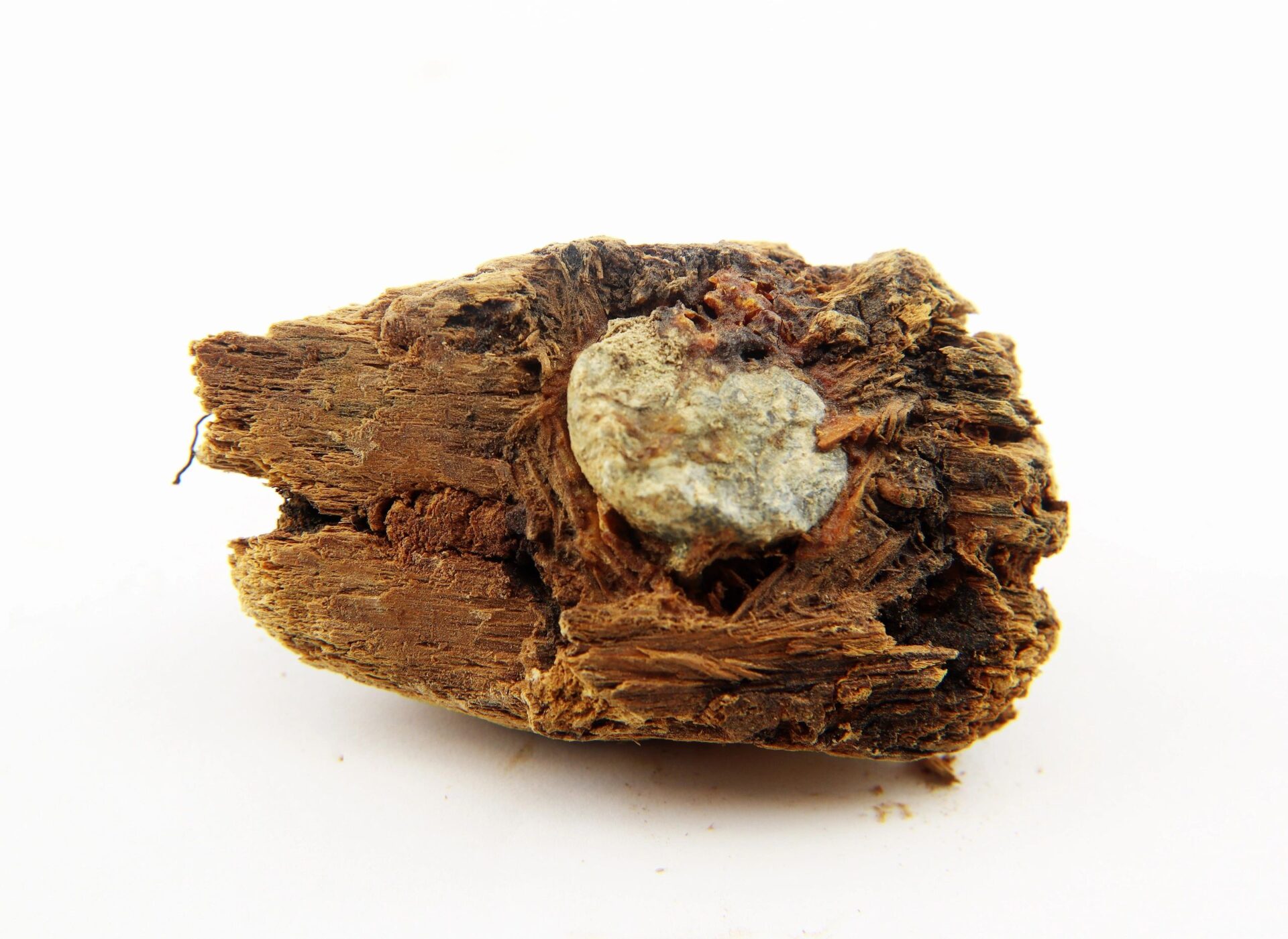 A close-up of a .58 Caliber Minie Bullet embedded in decayed wood from The Battle of Chancellorsville, set against a plain white background.