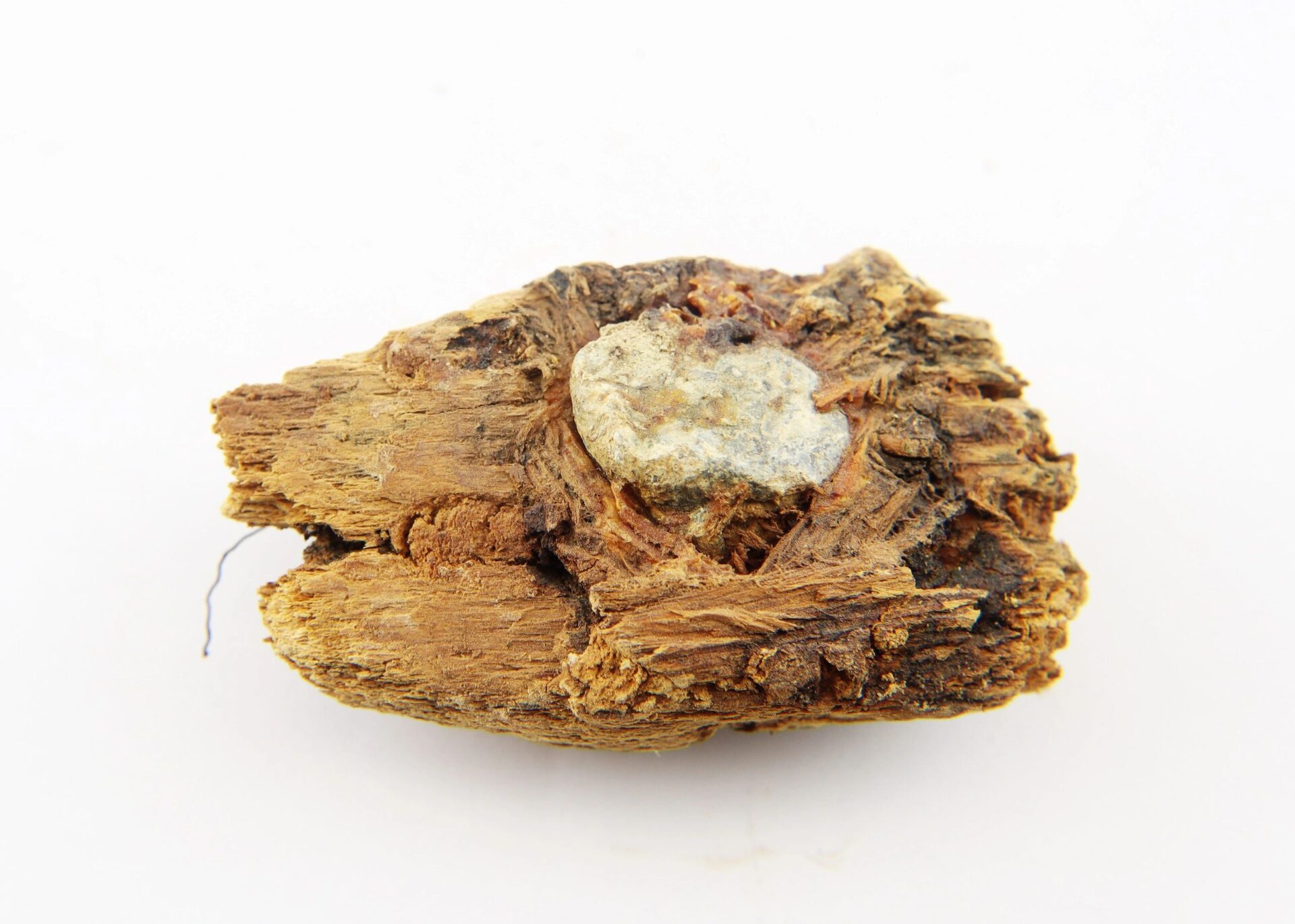 A close-up of a .58 Caliber Minie Bullet embedded in wood from The Battle of Chancellorsville, displayed against a plain white background.