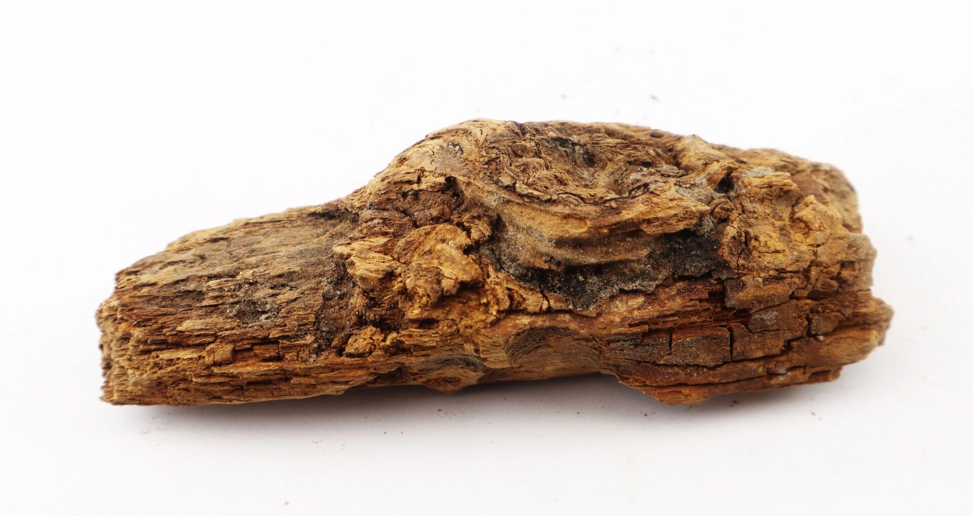 A Civil War bullet embedded in wood from The Battle of Chancellorsville is displayed on a plain white background.