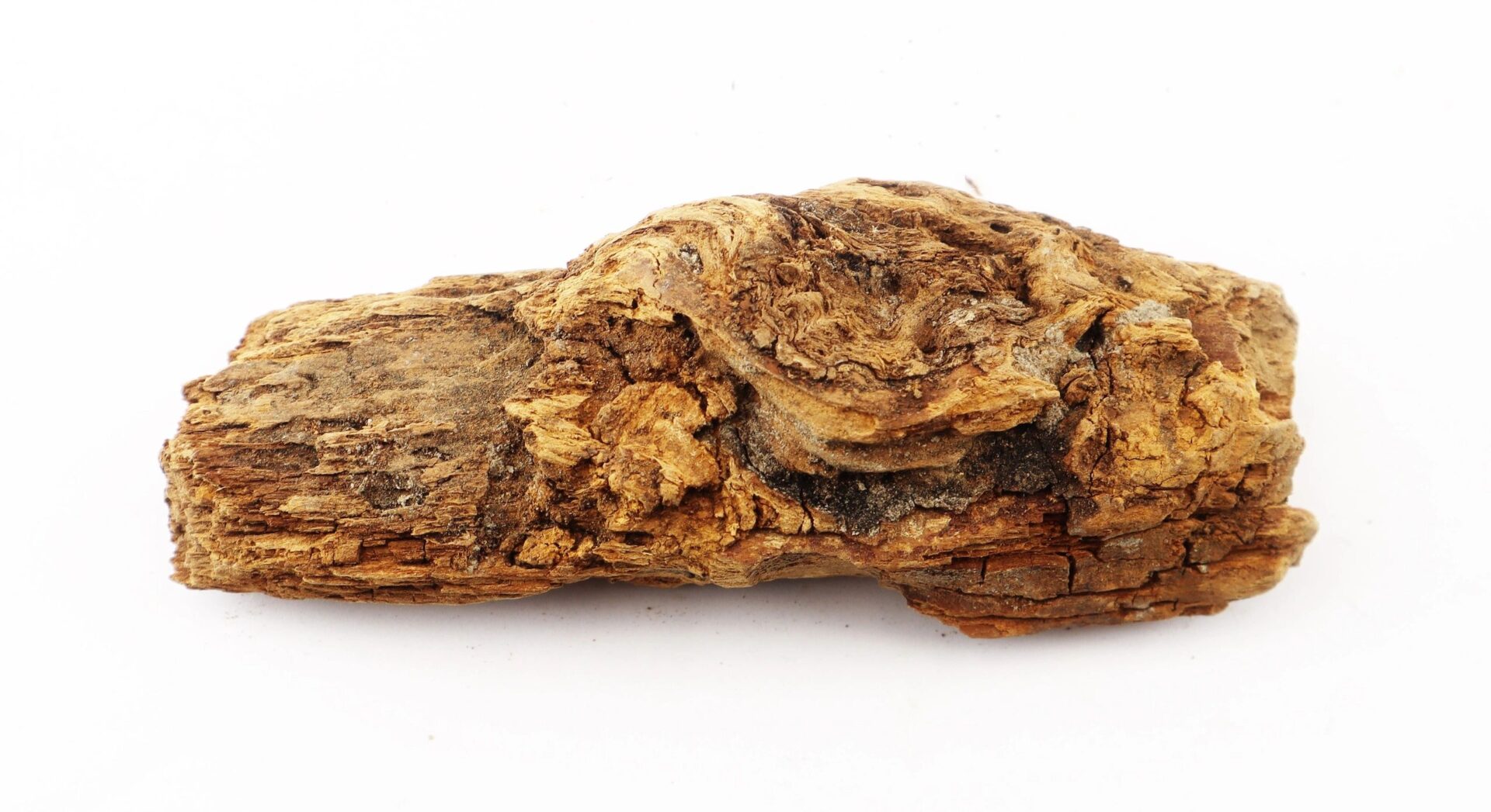 A close-up of a Civil War bullet embedded in wood from The Battle of Chancellorsville, displayed against a white background. / SOLD.