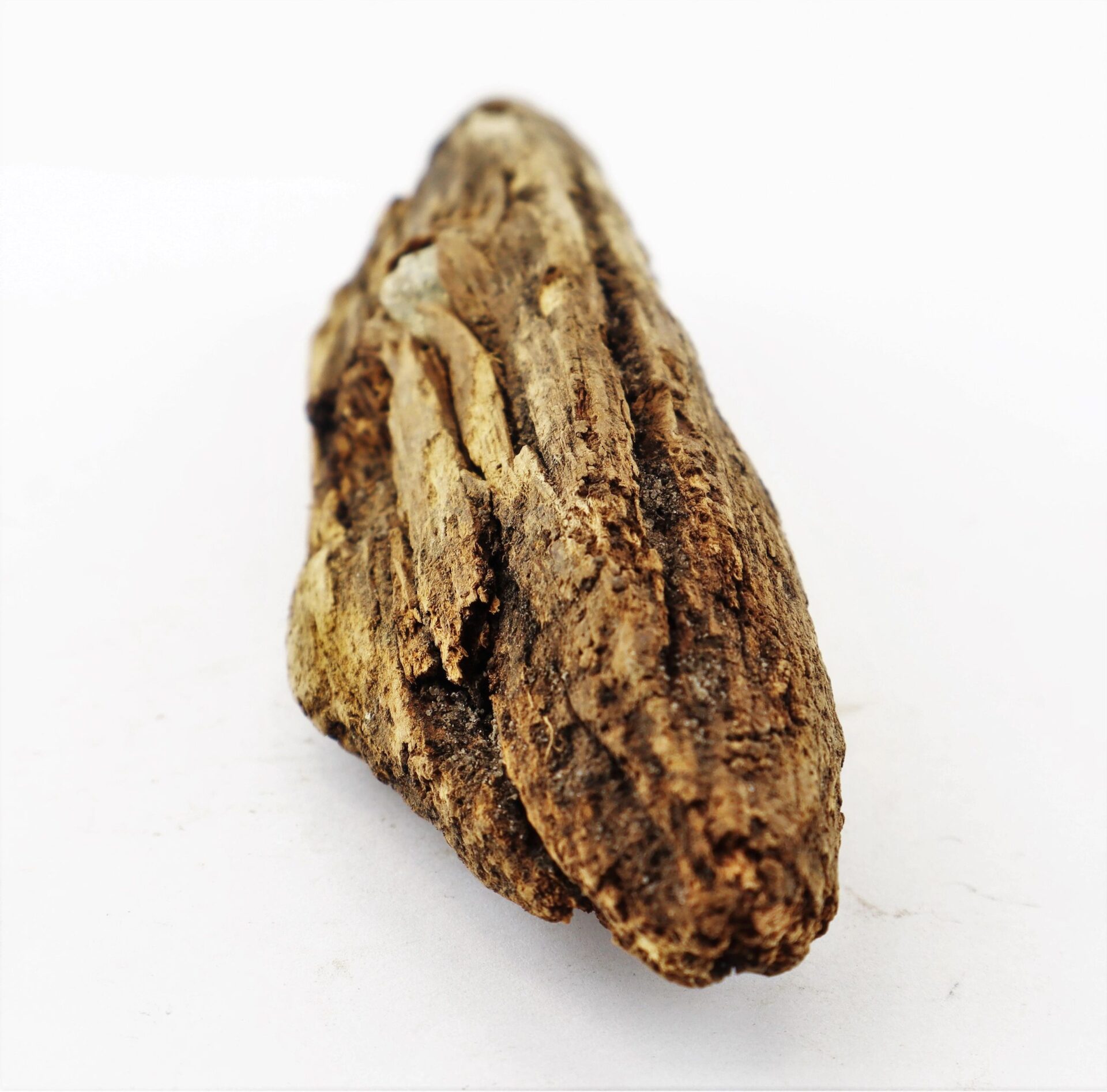 A close-up of a Civil War bullet embedded in wood from The Battle of Chancellorsville, displayed against a plain white background.