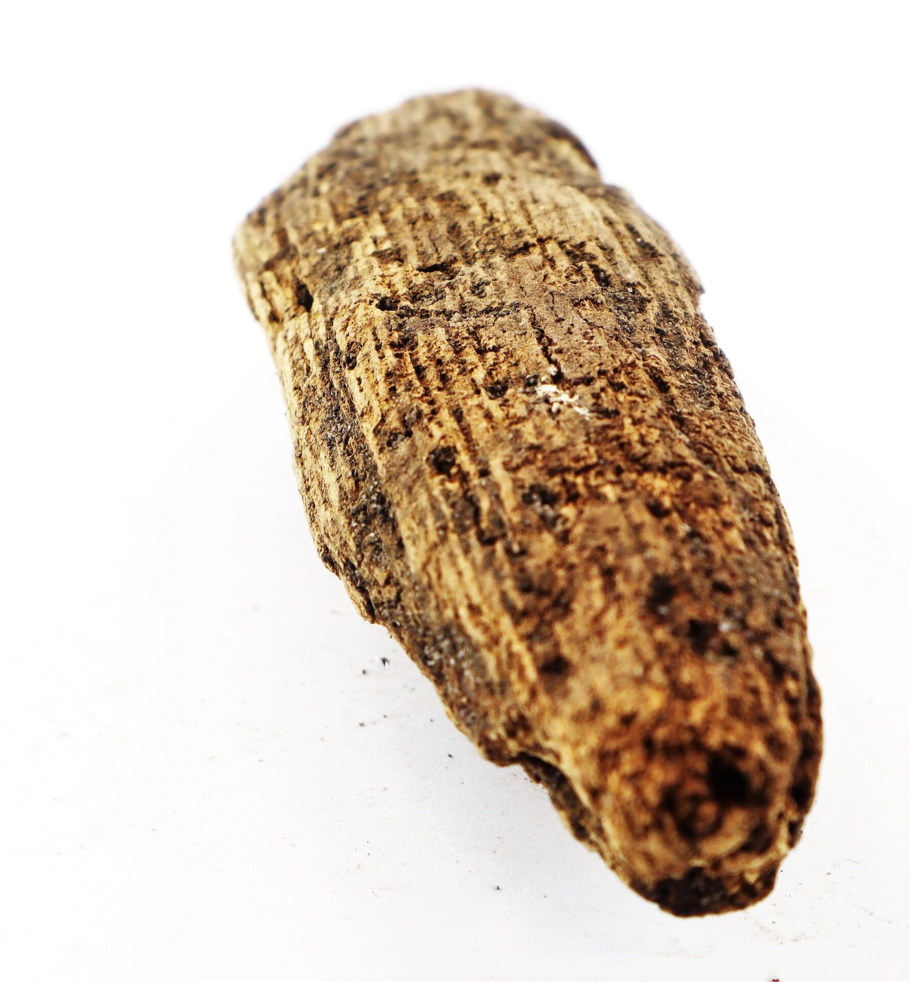A close-up of a Civil War bullet embedded in wood from the Battle of Chancellorsville, shown against a white background.