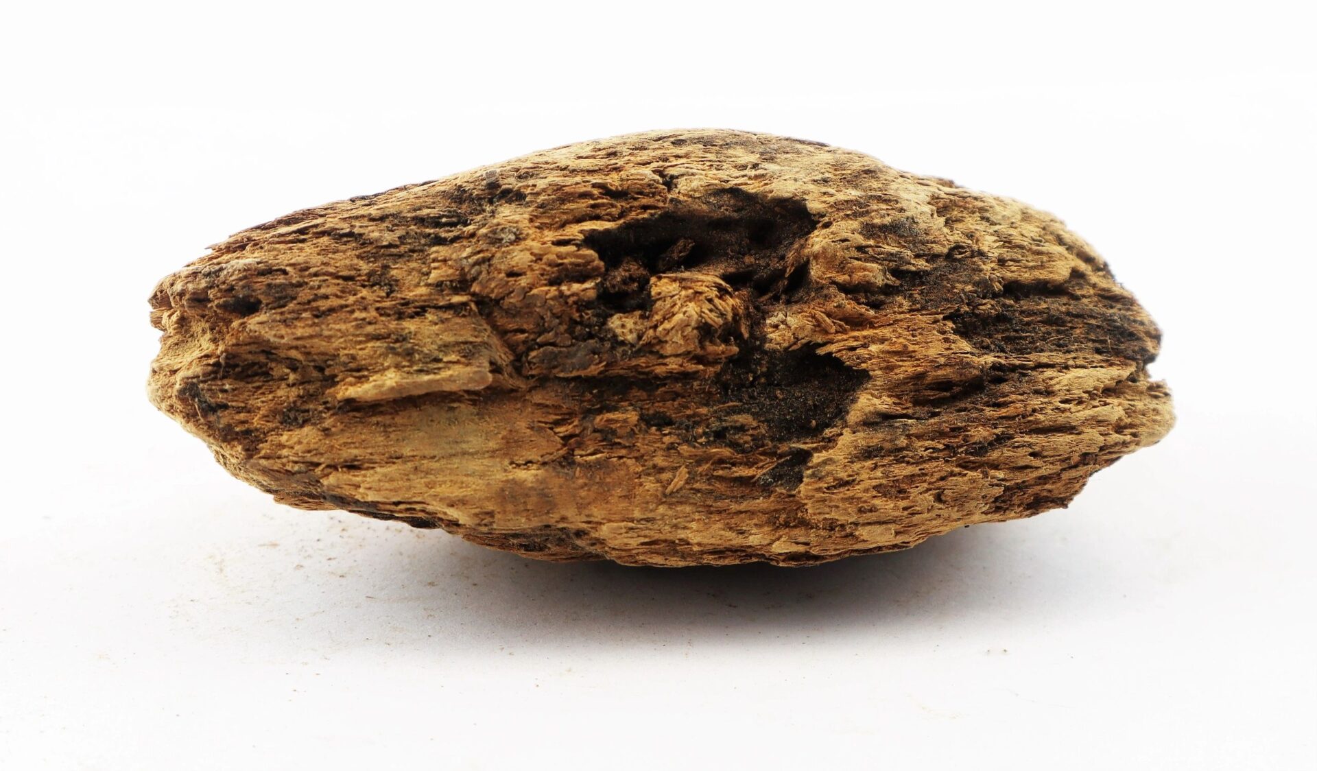 A Civil War bullet embedded in wood from The Battle of Chancellorsville, displayed on a white background.