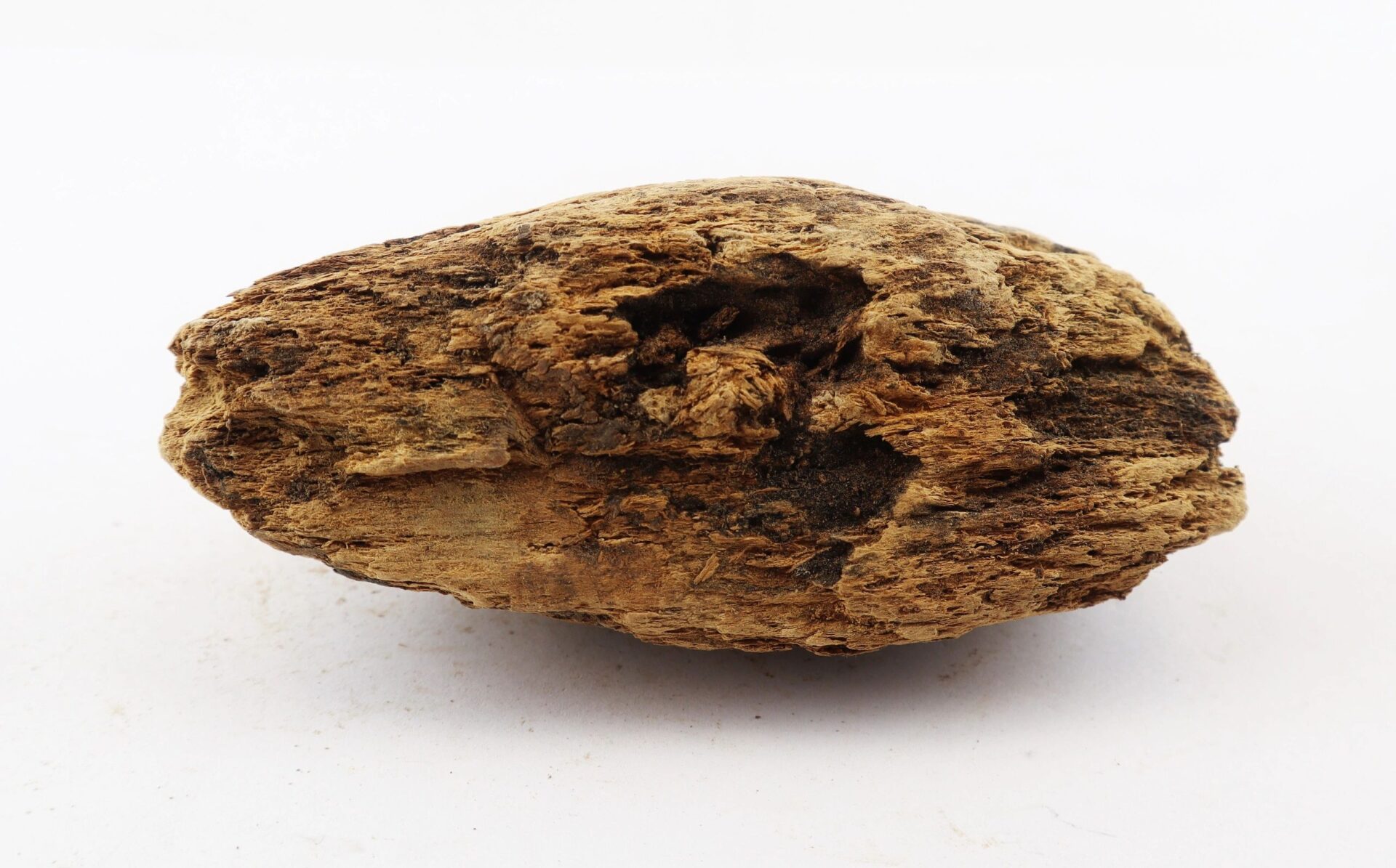 A close-up view of the Civil War Bullet in Wood from The Battle of Chancellorsville displayed on a plain white background.