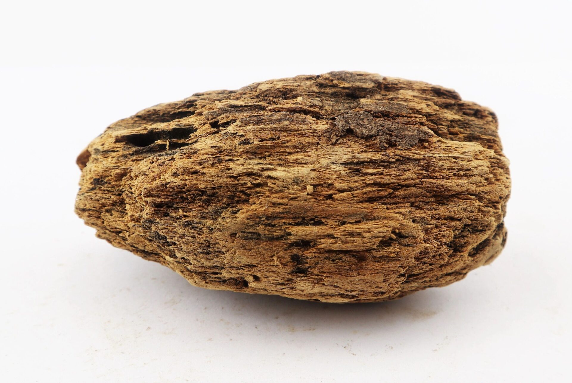 A close-up of a single Civil War bullet embedded in wood from The Battle of Chancellorsville, displayed against a plain white background.