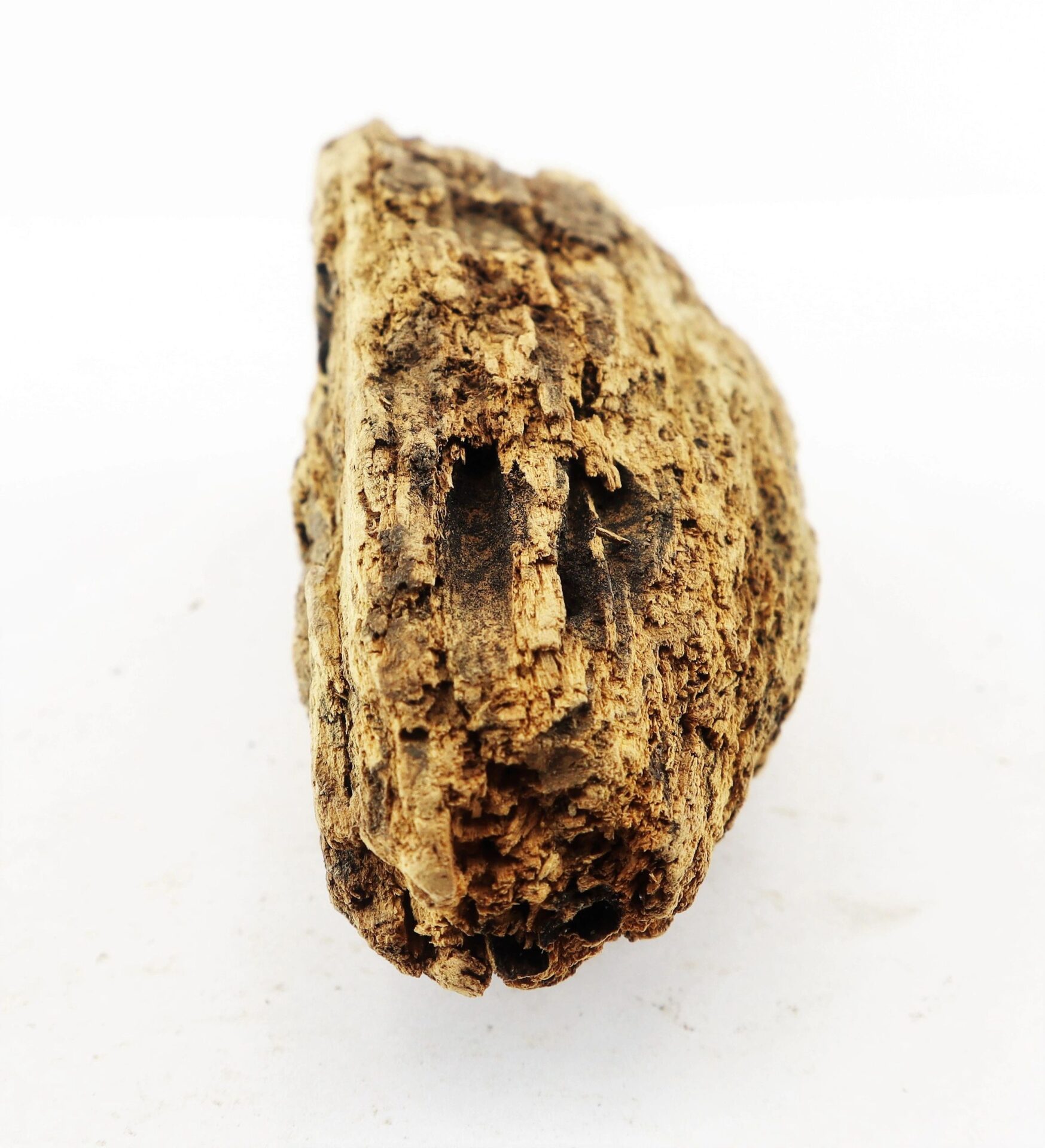 A close-up of a Civil War bullet embedded in wood from the Battle of Chancellorsville, showing rough brown bark against a white background.