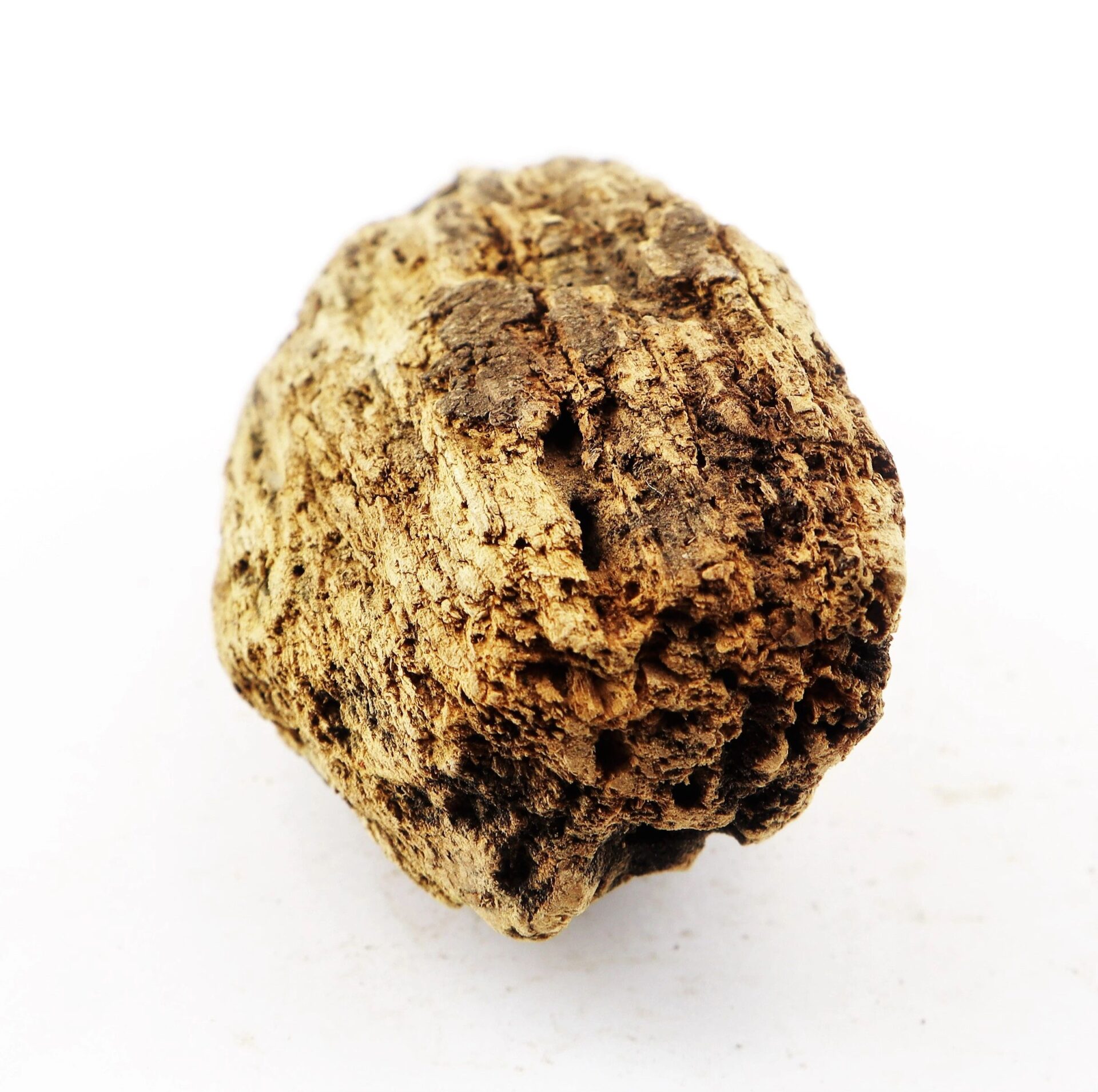 A close-up of a Civil War bullet embedded in wood from The Battle of Chancellorsville, shown against a white background.