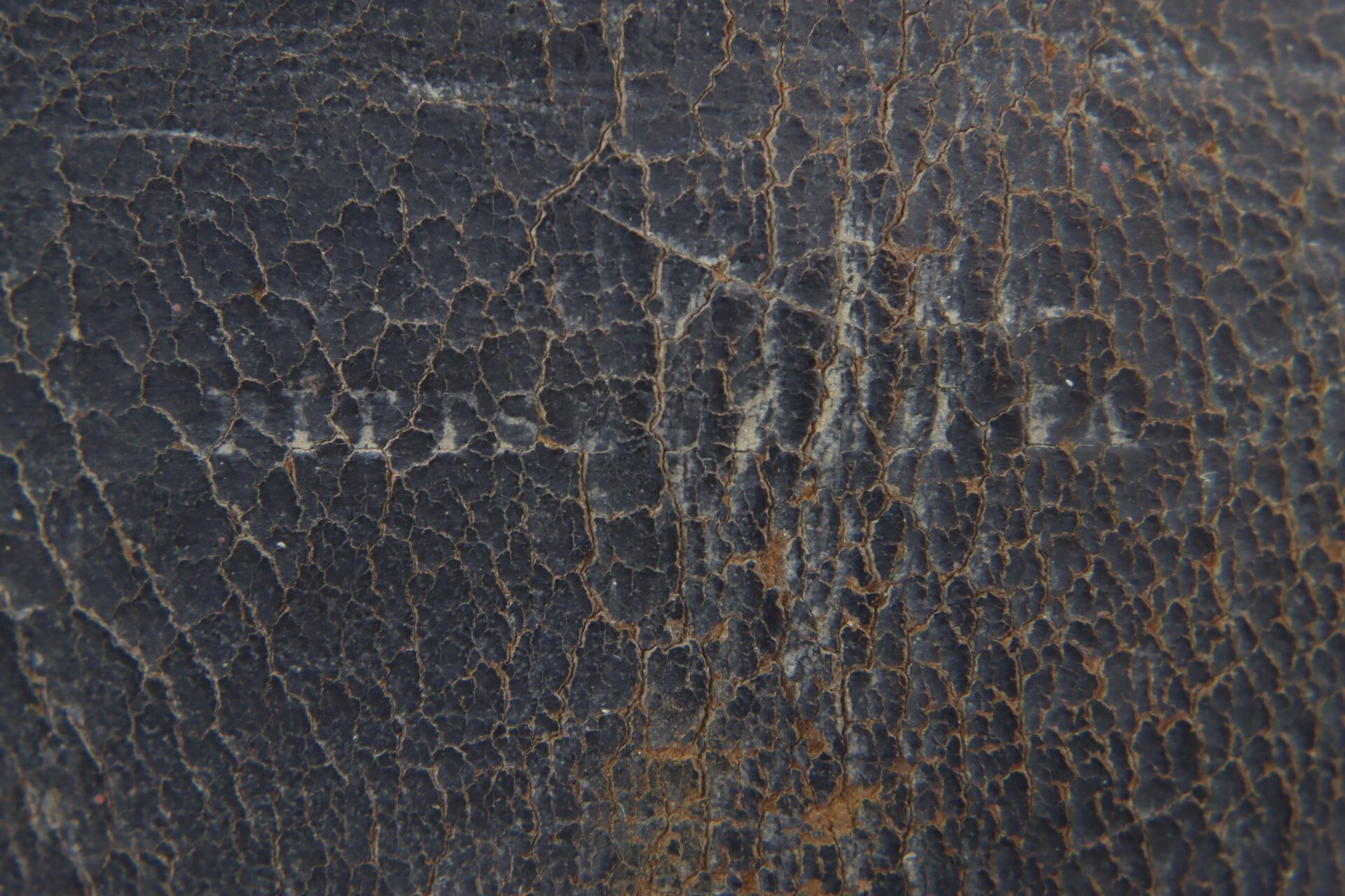Close-up of the Enlisted Infantryman's Belt with Model 1839 "US" belt plate and cap pouch, highlighting the cracked, weathered surface and intricate network of brown and black fissures. / SOLD.