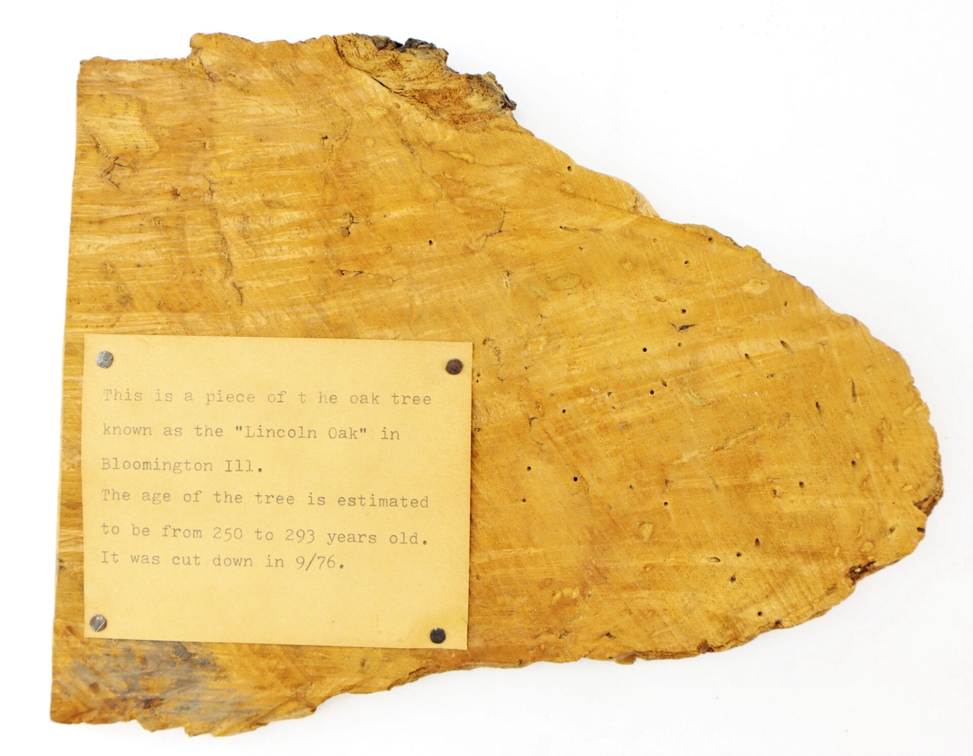 A Section of Wood from the “Lincoln Oak” in Bloomington, IL, cut down in September 1976 and estimated to be 250–293 years old. Plaque included. / SOLD.
