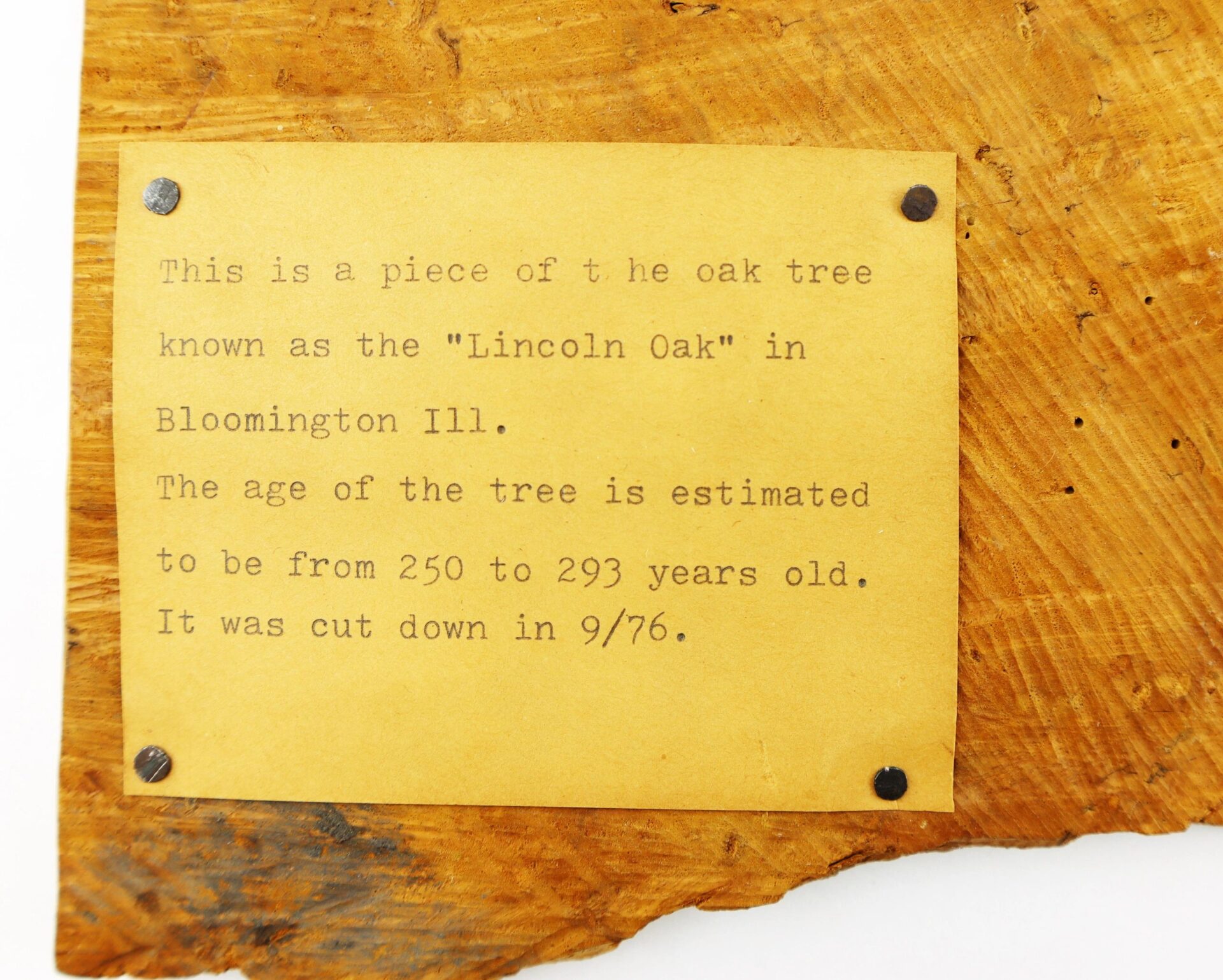 A typed note on wood says this is a section of wood from the “Lincoln Oak” in Bloomington, Illinois, aged 250–293 years and cut down in September 1976. Product: Section of Wood from the “Lincoln Oak” / SOLD.