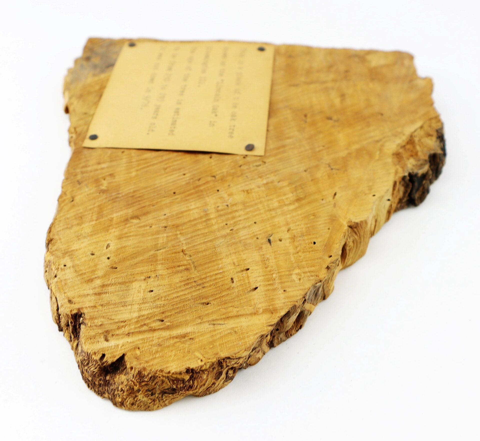 A section of wood from the "Lincoln Oak," featuring a brass plaque, is displayed against a white background.