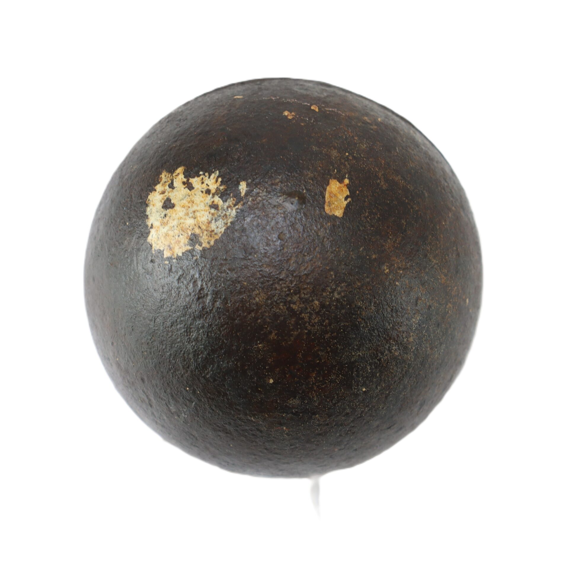 A single, dark brown, oval seed with a rough texture and a small patch of lighter discoloration on one side, isolated on a white background.