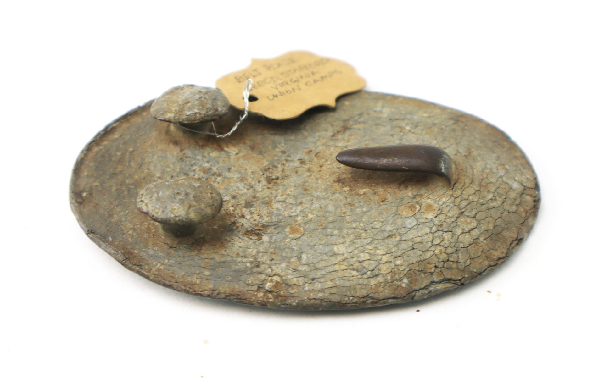 Oval-shaped fossil plate with two small round fossils and one curved, pointed fossil; attached paper tag with handwritten text.