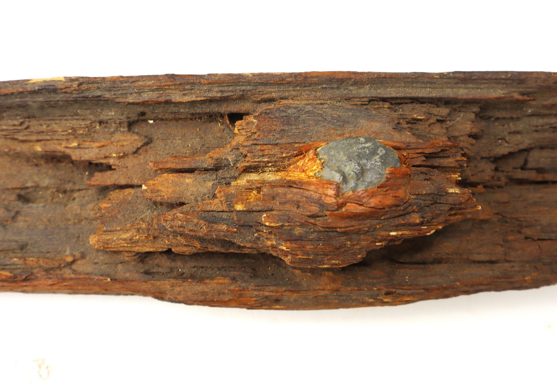 A close-up of a rusted nail embedded in a piece of decayed, weathered wood against a white background.